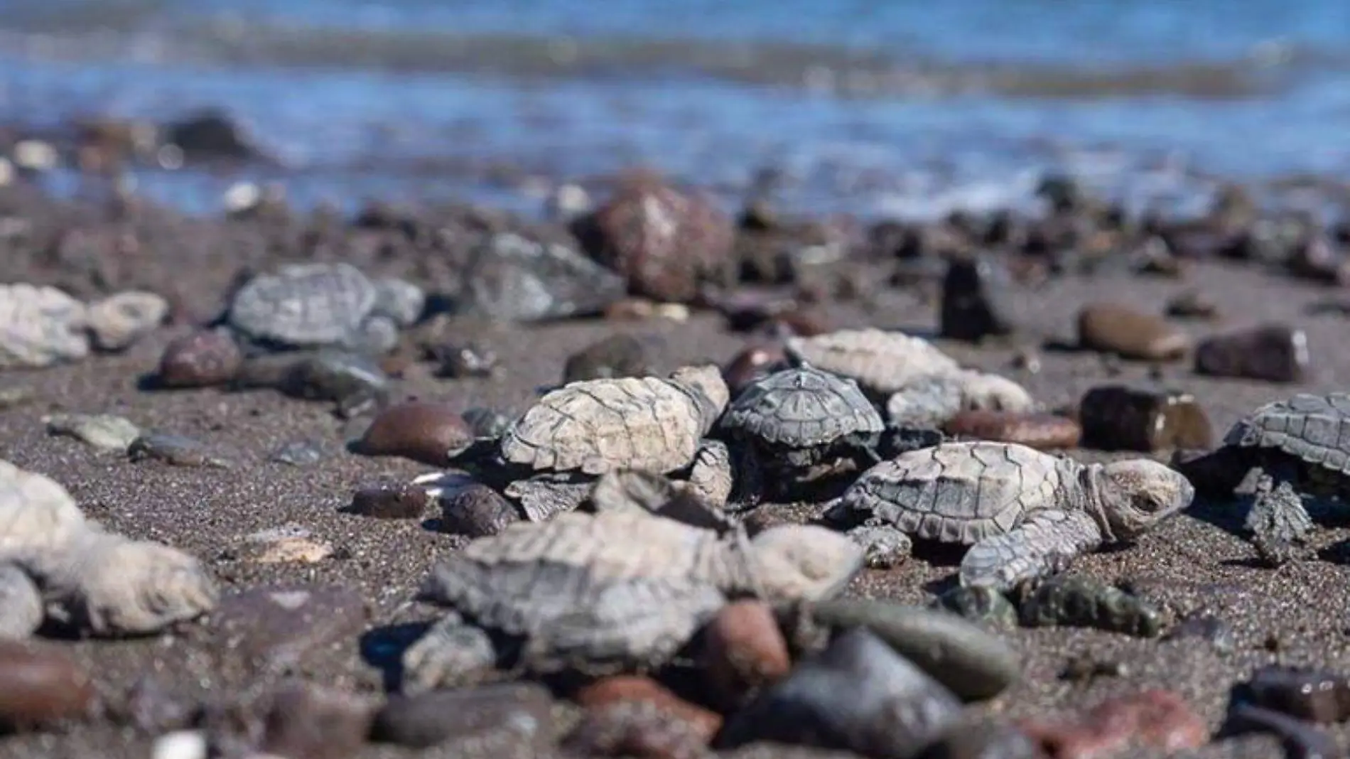 Tortugas marinas Loreto